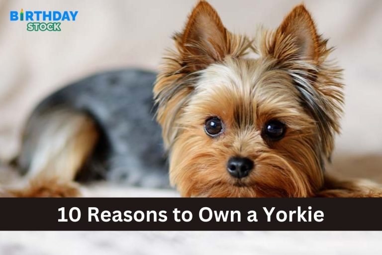 10 Reasons to Own a Yorkie