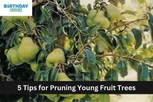 5 Tips for Pruning Young Fruit Trees