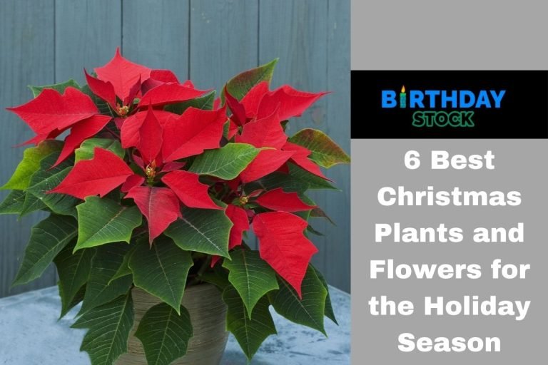 6 Best Christmas Plants and Flowers for the Holiday Season
