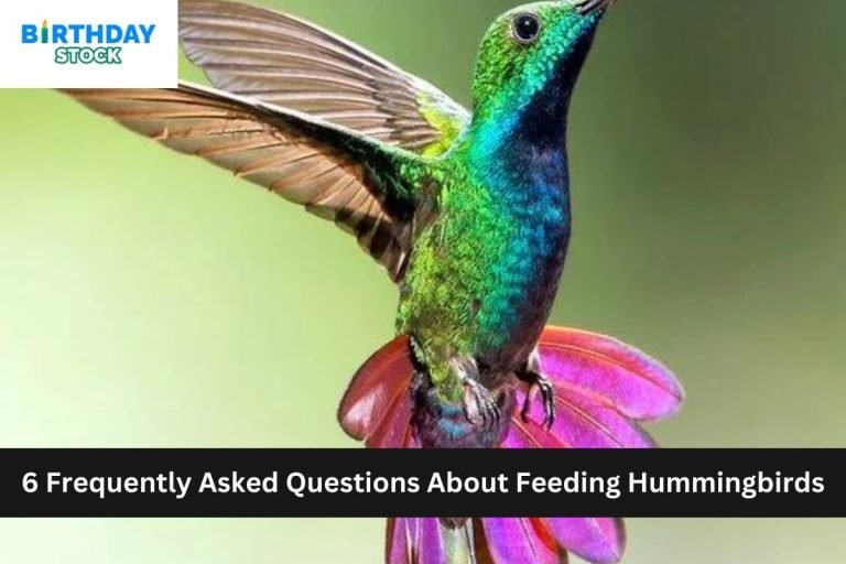 6 Frequently Asked Questions About Feeding Hummingbirds