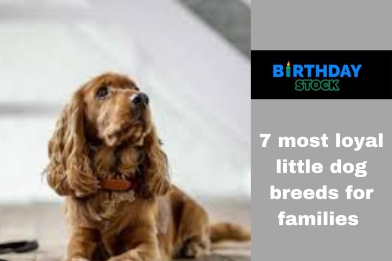 7 most loyal little dog breeds for families
