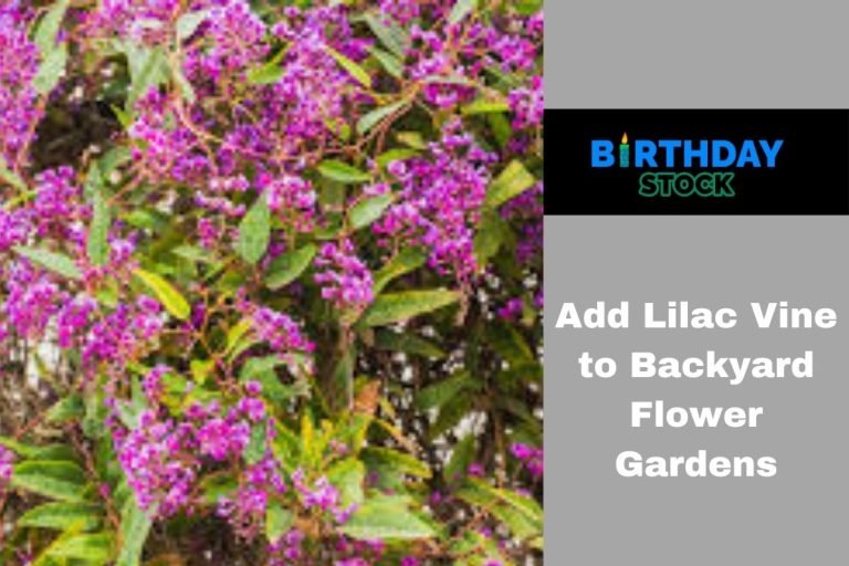 Add Lilac Vine to Backyard Flower Gardens