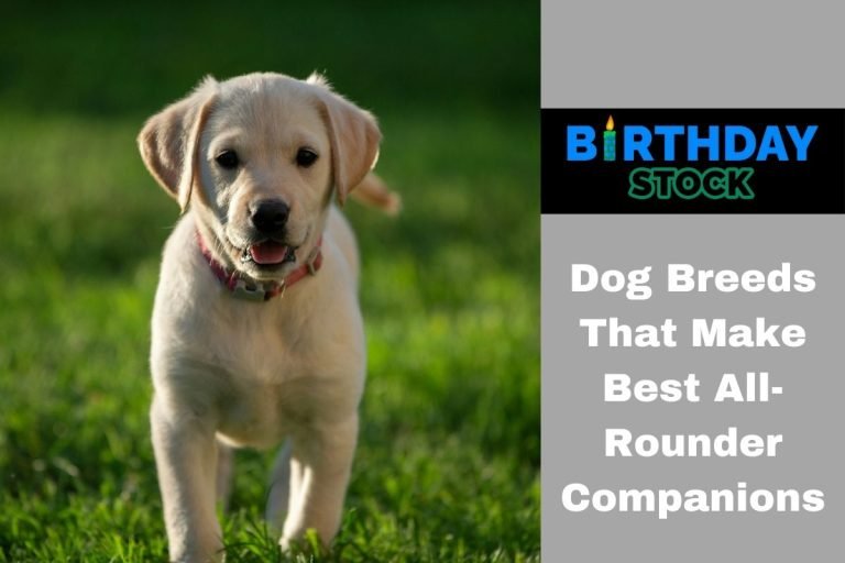 Dog Breeds That Make Best All-Rounder Companions