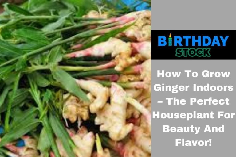 How To Grow Ginger Indoors – The Perfect Houseplant For Beauty And Flavor!