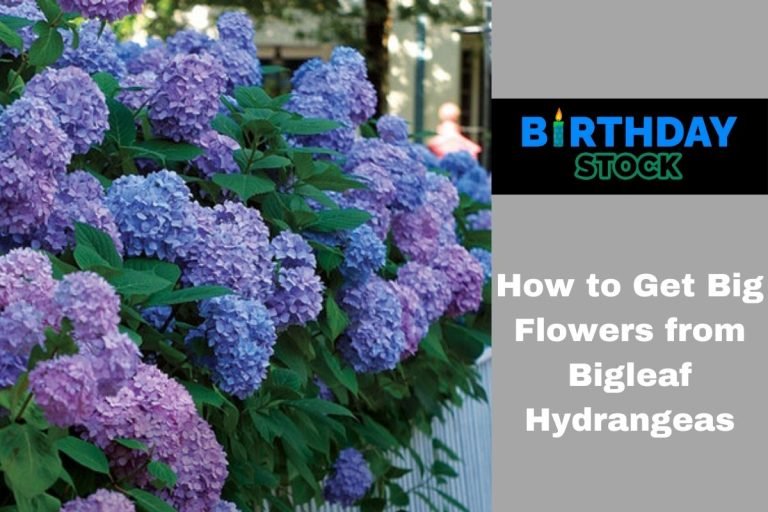 How to Get Big Flowers from Bigleaf Hydrangeas