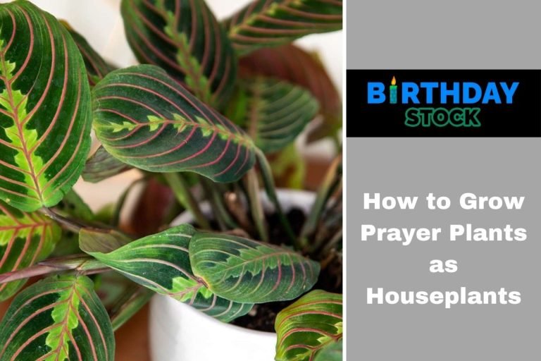 How to Grow Prayer Plants as Houseplants