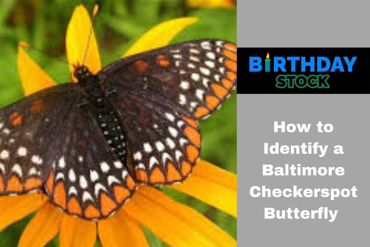 How to Identify a Baltimore Checkerspot Butterfly