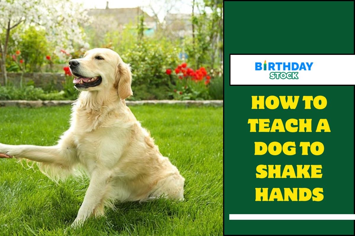 How to Teach a Dog to Shake Hands
