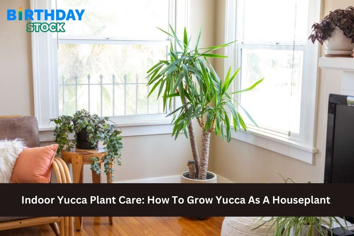 Indoor Yucca Plant Care: How To Grow Yucca As A Houseplant