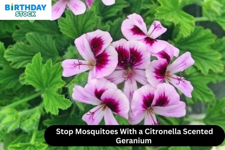 Stop Mosquitoes With a Citronella Scented Geranium