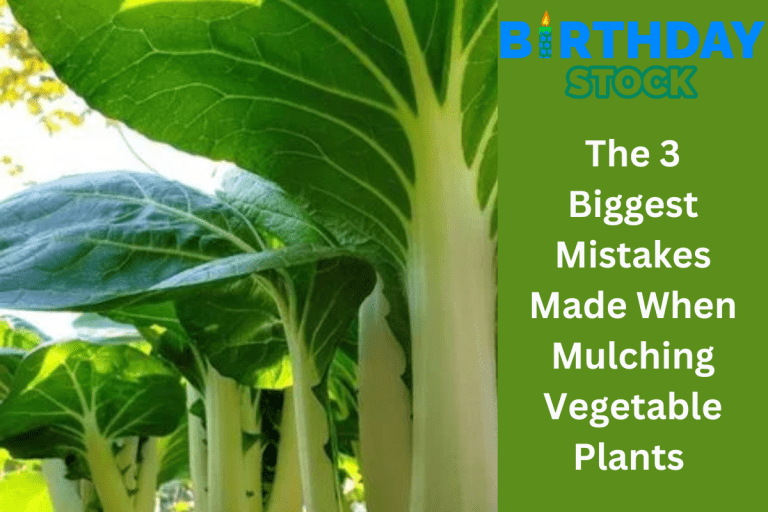 The 3 Biggest Mistakes Made When Mulching Vegetable Plants 