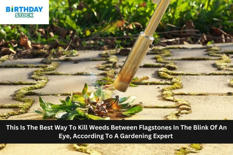 This Is The Best Way To Kill Weeds Between Flagstones In The Blink Of An Eye, According To A Gardening Expert