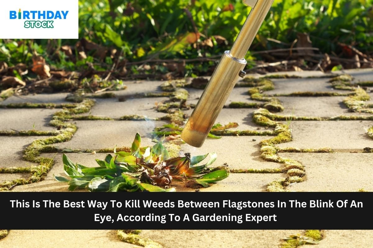 This Is The Best Way To Kill Weeds Between Flagstones In The Blink Of An Eye, According To A Gardening Expert