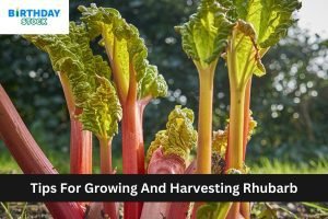 Tips For Growing And Harvesting Rhubarb