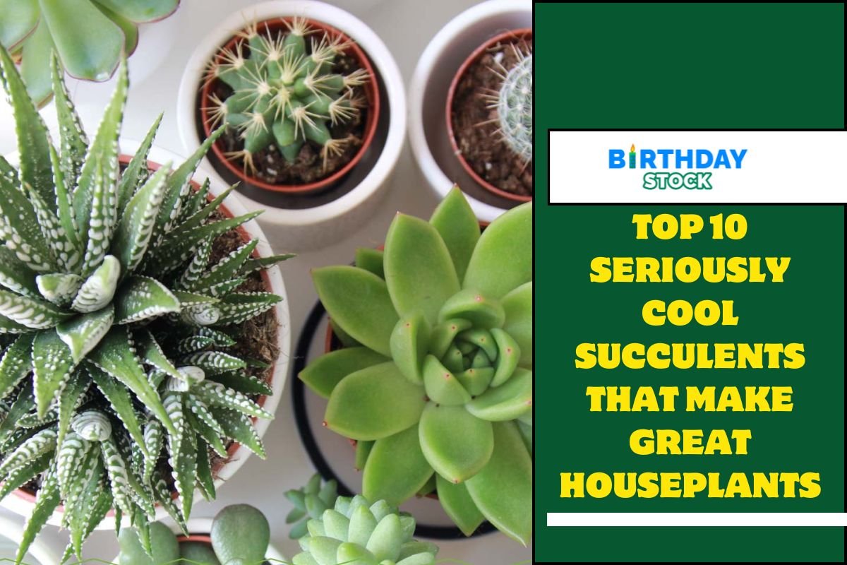 Top 10 Seriously Cool Succulents That Make Great Houseplants