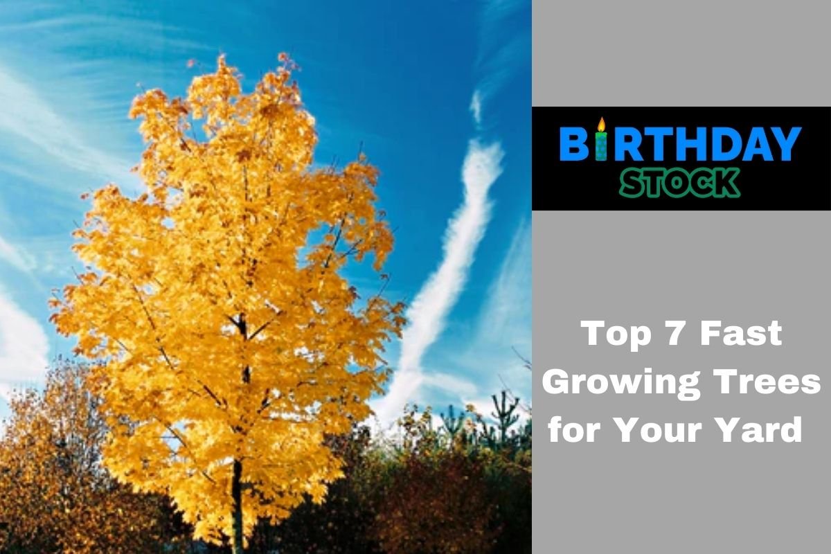 Top 7 Fast Growing Trees for Your Yard