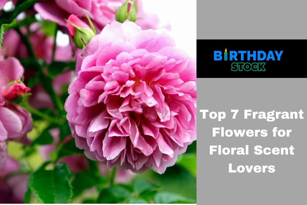 Top 7 Fragrant Flowers for Floral Scent Lovers