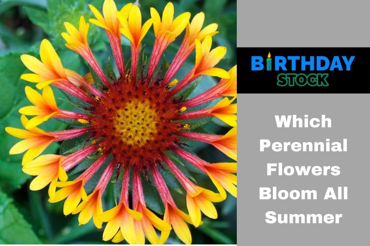 Which Perennial Flowers Bloom All Summer