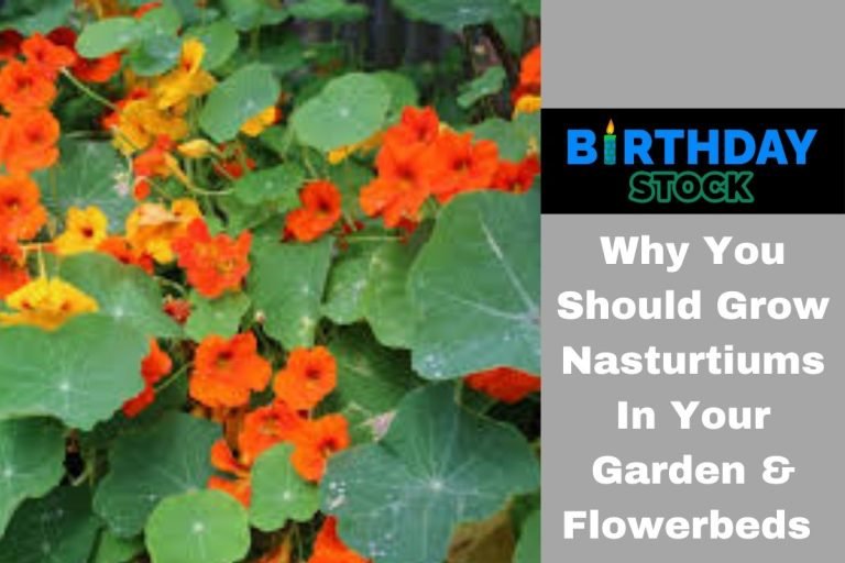Why You Should Grow Nasturtiums In Your Garden & Flowerbeds
